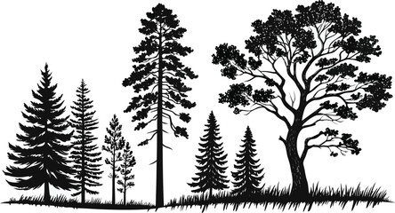 Pine tree silhouettes. Evergreen forest firs and spruces black shapes, wild nature trees templates. Vector illustration woodland trees set on white background. black silhouette vector illustration.