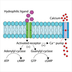 Cell membrane intracellular signaling pathway illustration