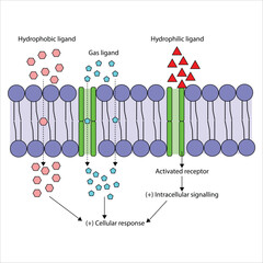 Cell Membrane Transport Hydrophobic, Gas, and Hydrophilic Ligands