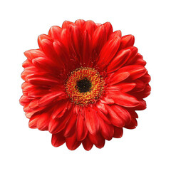 Close-up of a vibrant red gerbera daisy