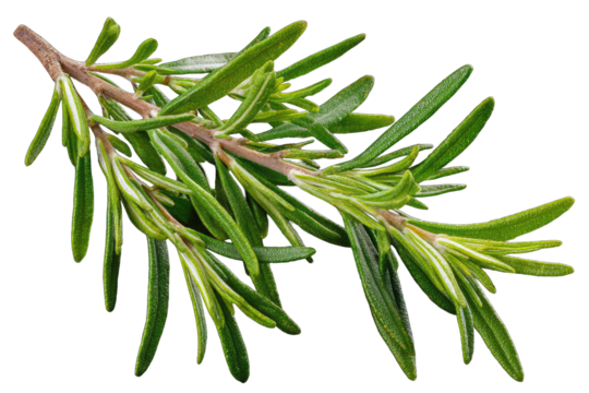 Close-up of a fresh rosemary sprig.  Vibrant green leaves densely cluster along thin stems.  Sharp, pointed foliage.  Isolated against a black background