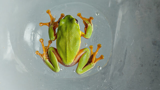 Green tree frog resting on glass surface, underside view with light from above, smooth neutral background