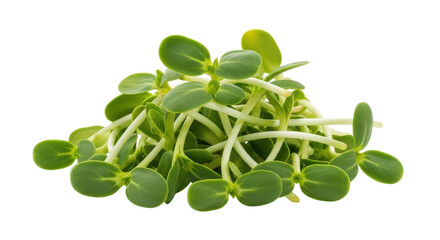 Isolated Sunflower Sprouts