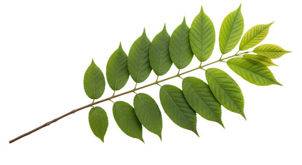 Isolated green leaves branch