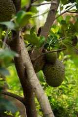 Fresh jackfruit growing on a tropical tree.
