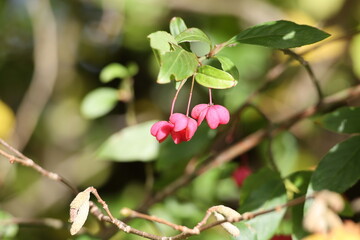 A pink blossom hangs on spindle tree