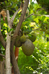 Fresh jackfruit growing on a tropical tree.
