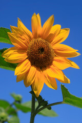 Colorful flowers in summer garden