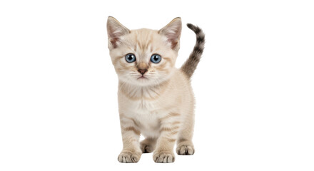 Isolated Cute Kitten Standing