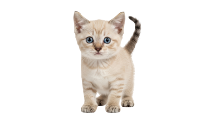 Isolated Cute Kitten Standing
