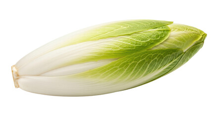 Isolated Belgian Endive Vegetable