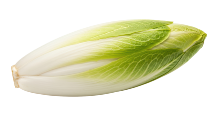 Isolated Belgian Endive Vegetable
