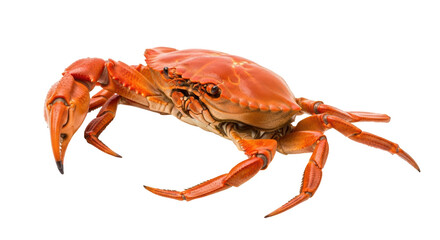Isolated Cooked Crab