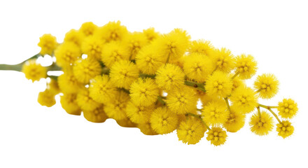 Isolated Mimosa Flowers