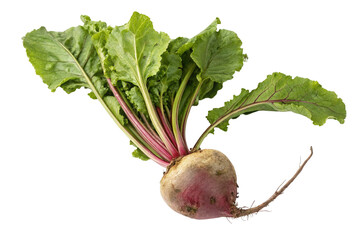 Fresh organic beetroot with lush green leaves for healthy diet and natural nutrition benefits