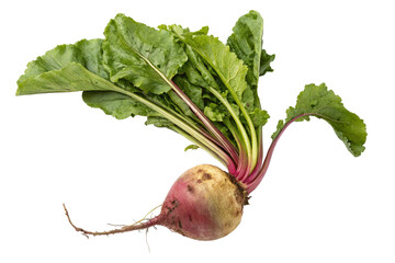 Fresh vibrant beetroot with lush green leaves isolated on plain white background for nutrition