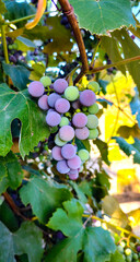 Grapes ripening on the vine