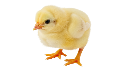Isolated Yellow Chick