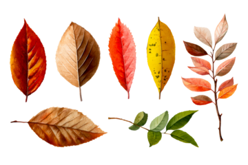 Colorful, varied autumn leaves