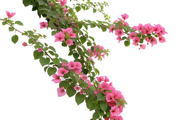 Fototapeta premium Beautiful bougainvillea vine with vibrant pink blossoms and lush green leaves on a dark backdrop