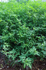 Dense Green Foliage of Wild Plants