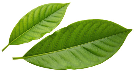 Isolated Green Leaves