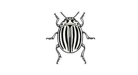 Colorado Potato beetle, minimalistic linear drawing, simple black and white contour illustration, vector, isolated, clean design, modern minimal contour sketch for posters, prints and decor