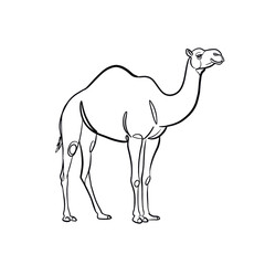 camel, minimalistic line drawing, simple black and white contour illustration, vector, isolated, clean design, modern minimal contour sketch for posters, prints and decor