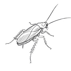 cockroach, minimalistic linear drawing, simple black and white contour illustration, vector, isolated, clean design, modern minimal contour sketch for posters, prints and decor