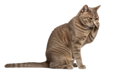 Isolated Cat Licking Paw