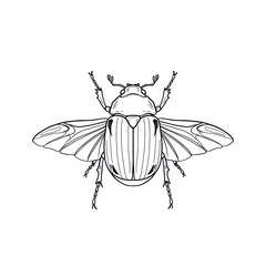 may bug, minimalistic linear drawing, simple black and white contour illustration, vector, isolated, clean design, modern minimal contour sketch for posters, prints and decor