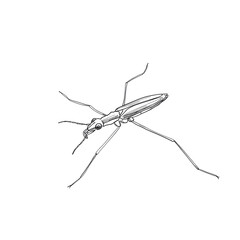 Water strider, minimalistic linear drawing, simple black and white contour illustration, vector, isolated, clean design, modern minimal contour sketch for posters, prints and decor