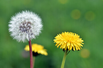 Yellow flower and dried fruits formed by the pappus of the dandelion (Taraxacum officinale)
