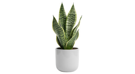 Isolated Snake Plant