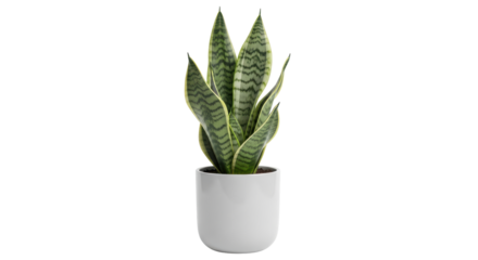 Isolated Snake Plant