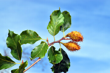 Detail of the green leaves and beechnuts of the beech Fagus sylvatica