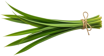 Isolated Bundle of Pandan Leaves
