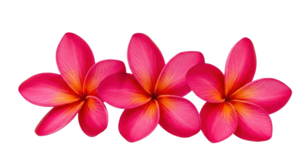 Isolated Frangipani Flowers