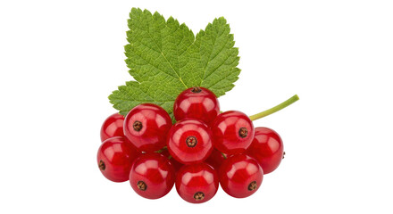 Isolated Bunch of Red Currants