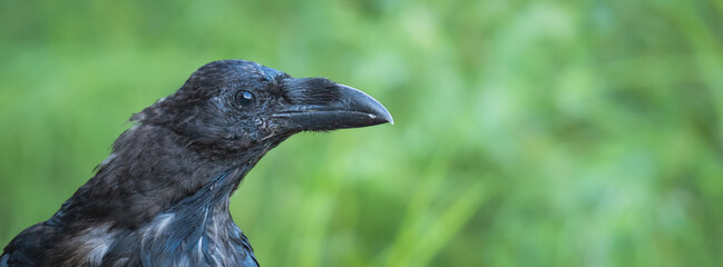 Raven showcases its impressive beak while resting in vibrant green foliage