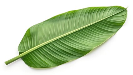 Obraz premium green banana leaf fresh whole banana leaf isolate