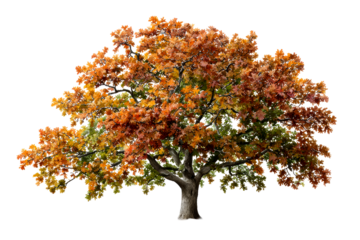 Vibrant autumn oak tree with colorful leaves