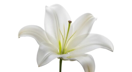 Obraz premium Close-up of a pristine white lily.