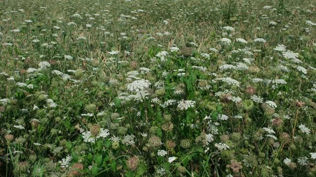 Die in Mitteleuropa wild gewachsene heimische Wilde M&ouml;hre auf einem Acker Feld im Sommer, Wildwuchs von der krautigen Pflanze mit wei&szlig;en Bl&uuml;ten von der Pflanzengattung Doldenbl&uuml;tler auf in der Natur