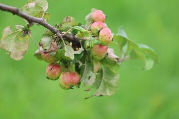 Close-up of small red-green apples on a branch with leaves against a blurred green background.