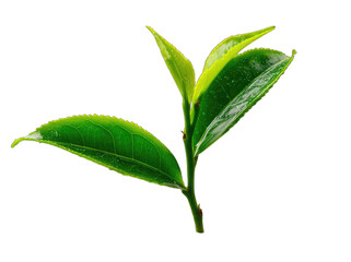 Obraz premium Close-up of fresh tea leaves