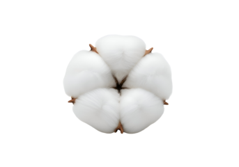 Fluffy White Cotton Boll with Brown Bracts.
