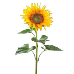 Obraz premium Isolated sunflower. Bright yellow flower head with dark center. Long, slender stem, dark green leaves. Detailed outline