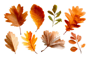 Autumn leaves on transparent background