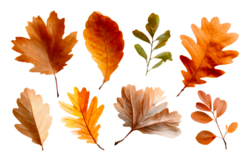 Autumn leaves on transparent background